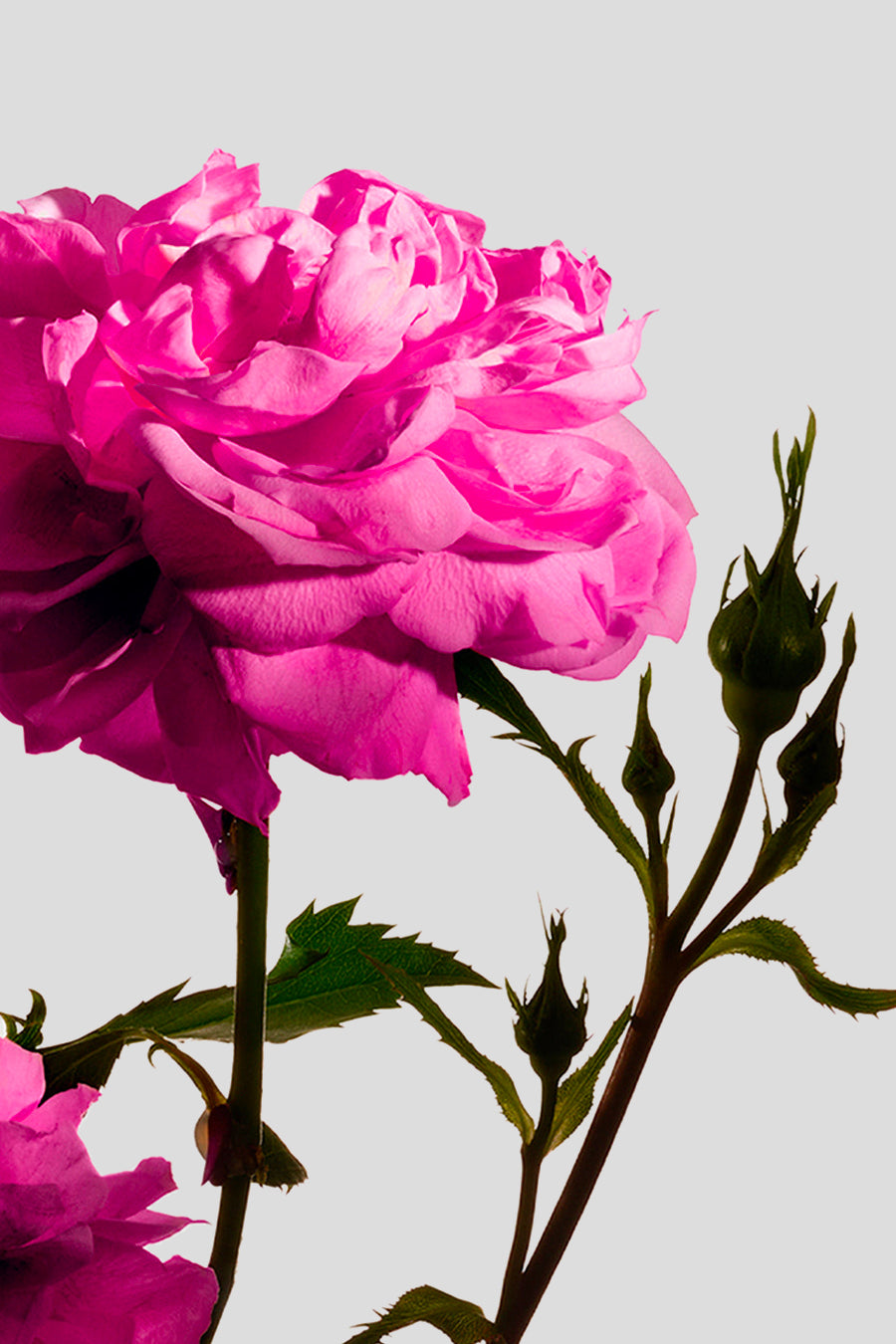 MATIERE PREMIERE - 50ML RADICAL ROSE PERFUME EXTRACT - LE LABO STORE